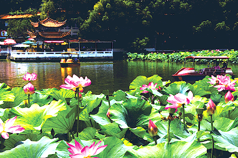 六月花神——荷花